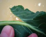 ブロッコリーの葉と芯の捌き方と茹で方作り方6写真