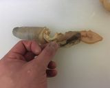 白ミル貝のお刺身（捌き方）作り方7写真