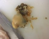 白ミル貝の肝のぽん酢和え作り方3写真