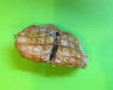 煮豚と青ねぎスープ＋スープストック作り方6写真