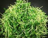 ☆2度目に収穫した豆苗で炒め物作り方5写真