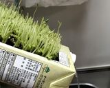 水替え楽チン！豆苗の育て方作り方3写真