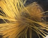 ハンバーグのタネでボロネーゼ風パスタ作り方1写真