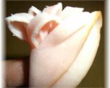 ハムの花は斜め切り～華やかな弁当隙間埋め作り方3写真