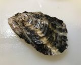 土日に7回の活力チャレンジ♡生牡蠣の塩辛作り方1写真