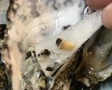 土日に7回の活力チャレンジ♡生牡蠣の塩辛作り方15写真