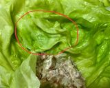 豚挽肉で美味簡単圧力10分ロールキャベツ作り方8写真