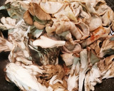豚バラとスナップエンドウ舞茸炒め作り方2写真