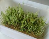 豆苗の再収穫作り方1写真