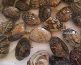 あさりの砂抜き作り方3写真
