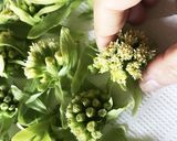 米粉でサクサク♪ふきのとう天ぷら♡作り方1写真