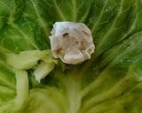 和風焼売ロールキャベツ【減塩・節約】作り方2写真
