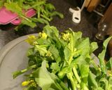 菜の花♥️EXヴァージンオイルマリネ作り方1写真