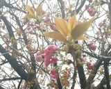 八重桜で桜の花の塩漬け作り方1写真