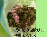 八重桜で桜の花の塩漬け作り方7写真