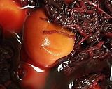 八重桜で桜の花の塩漬け作り方8写真