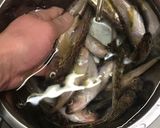簡単！安くて美味い！はたはたの丸干し作り方1写真
