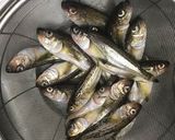 簡単！安くて美味い！はたはたの丸干し作り方4写真