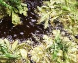 春の七草 なずな のフルコース作り方2写真