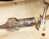 やなっちだれvar.〜子持ちいか煮付け作り方1写真