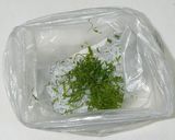 釜揚げ風しらす丼作り方2写真
