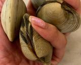 ☆ハマグリしんじょの茶巾作り方6写真