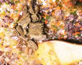 牛ステーキ肉DE極粗挽きのキーマカレー♪作り方9写真