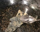 ポーチドエッグ◎空豆ゴルゴンゾーラソース作り方4写真