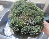 牛豚ミンチとブロッコリーのハンバーグ作り方1写真