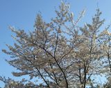 春の梅おろし鳥南蛮うどん作り方11写真