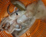 レンジで三分春素材のいかの酒蒸し作り方1写真