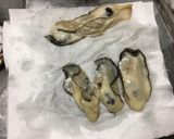 牡蠣のレアしゃぶ＆牡蠣フライ作り方2写真