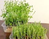 豆腐でヘルシー☆豆苗ともやしの豚玉炒め作り方3写真