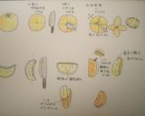 甘夏等、皮の厚いみかんの剥き方作り方11写真