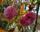 八重桜で桜の花の塩漬け作り方2写真