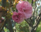八重桜で桜の花の塩漬け作り方3写真
