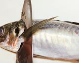 写真で詳しく解説！アジの開き方作り方5写真