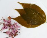 桜のバブカ　　桜＆sakura作り方1写真