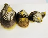 たけのこの茹で方・基本のあく抜き作り方1写真
