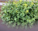 小松菜の花と海苔の胡麻和え作り方1写真
