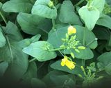 小松菜の花と海苔の胡麻和え作り方3写真