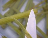 手早く簡単＊フキの下処理作り方10写真