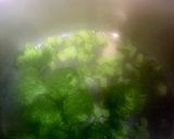 ☆栗原はるみさん☆グリーンマッシュポテト作り方7写真