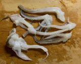 雑な男料理：アオリイカのぬた和え！！作り方5写真