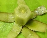 キウイを一度に繋げて剥く方法作り方8写真