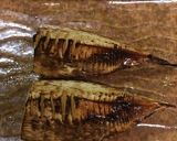 旬が美味しい！ ホクホク、焼きタケノコ作り方13写真