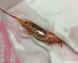 海老の洗い方^o^作り方4写真