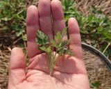 野草の天ぷら 節約?作り方2写真