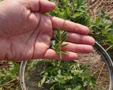 野草の天ぷら 節約?作り方3写真