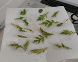 野草の天ぷら 節約?作り方9写真